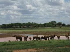 Elephants on the 2009 world cruise overland tour