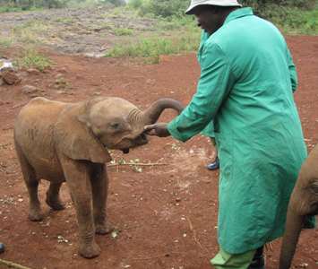 babyelephant Baby Elephant