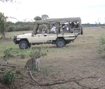 cheetah Who's hiding in that bush?