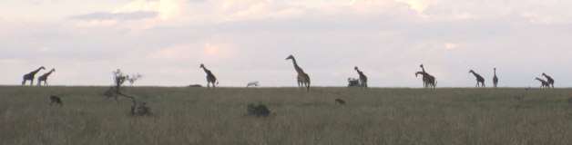 giraffe-intro giraffe-intro