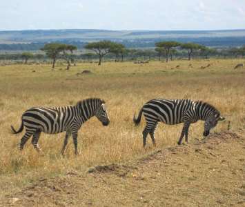 zebras Zebras with on a drive