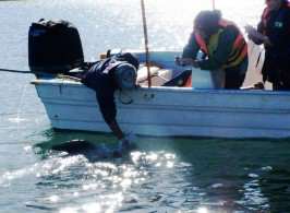 dolphin_sm Dolphin Visit