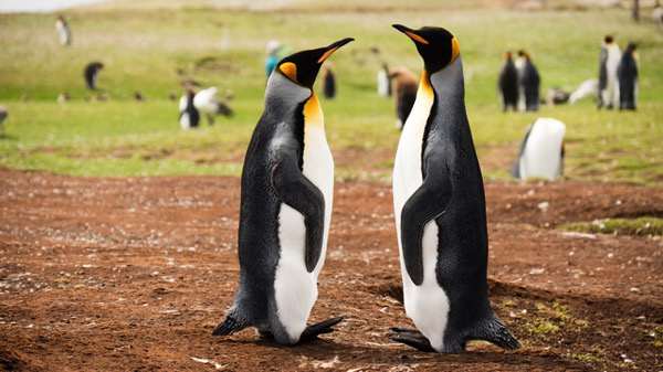 P1170474 1.jpg P1170474 1