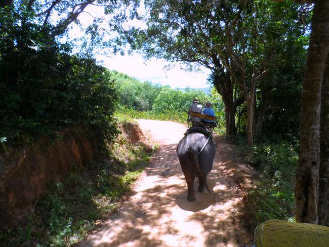 GrandWorld-Elephant-650