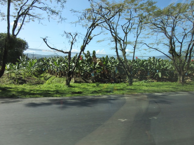 Puerto Limon Wild Bananas