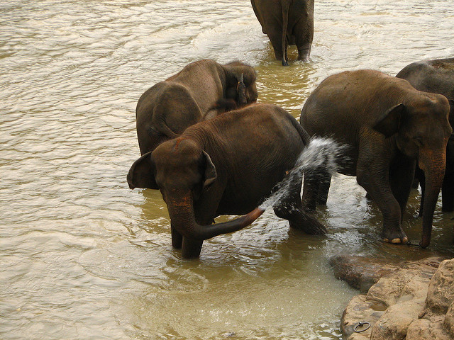 Elephants