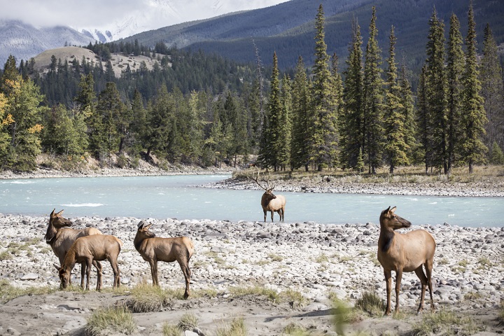Canadian Rockies wildlife