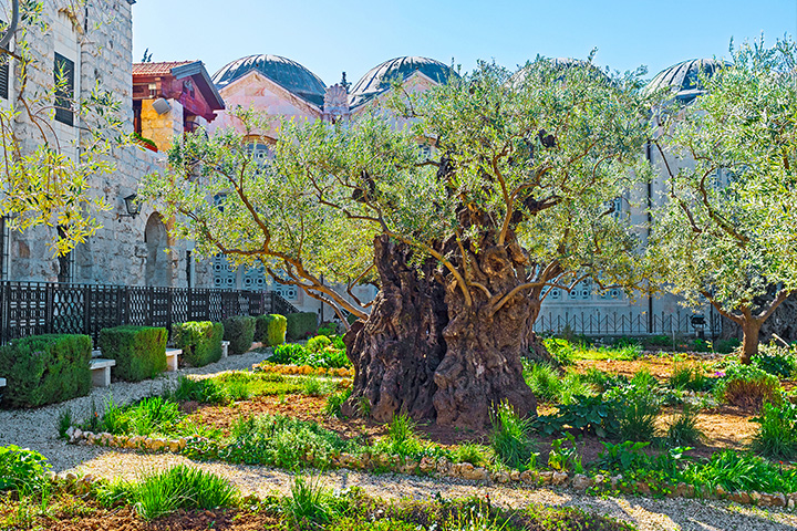 Gethsemane