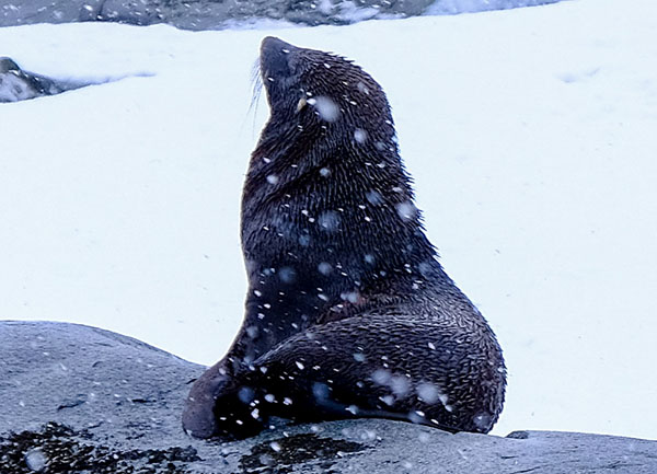 Antarctic fur seal
