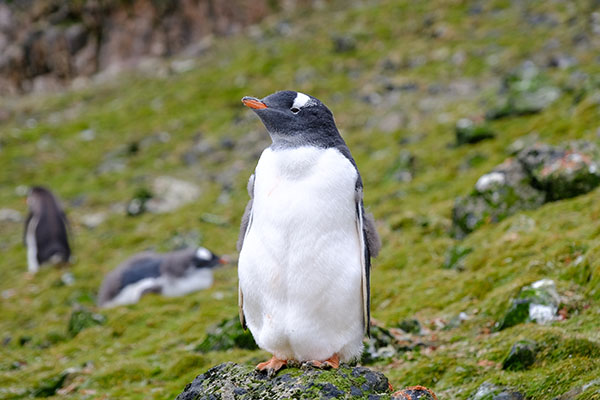 Gentoo Penguins at Hannah Point, Livingstone Island