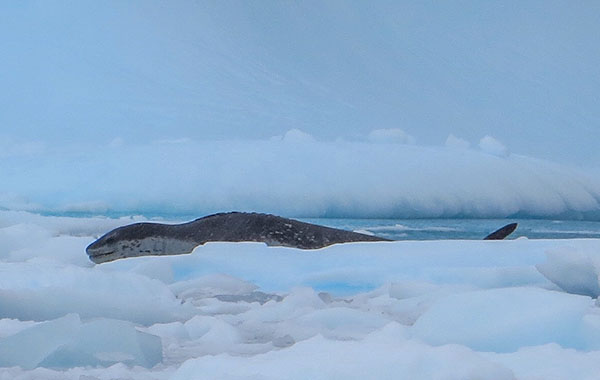 Leopard seal, Orne Harbour