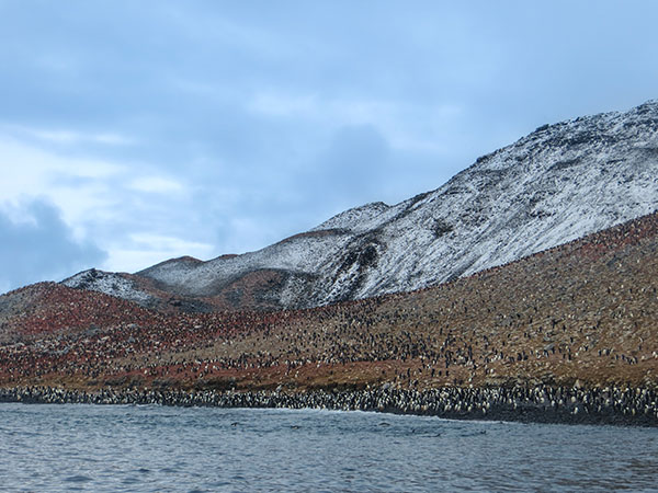 Adélie Penguins, Paulet Island