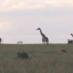 Africa Safari with Abercrombie & Kent