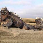 Avid Cruiser Voyages: Expedition Galapagos