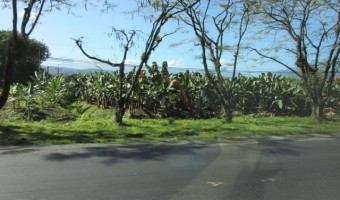Puerto Limon Wild Bananas