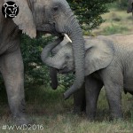 “Cruise Specialists Cares” Humanitarian Tour Sri Lanka