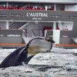 Cruising with French Flair: Ponant Cruise Review