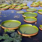 2017 Grand South America Voyage: The Amazon