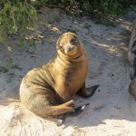Celebrity Galapagos 10-night Southern Loop