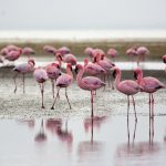 2018 Grand World Voyage: Namibia & Angola