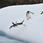 Holland America Line Announces 2021 Grand South America & Antarctica Voyage