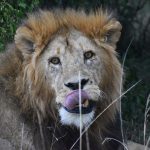 Indulgent & Exquisite Africa