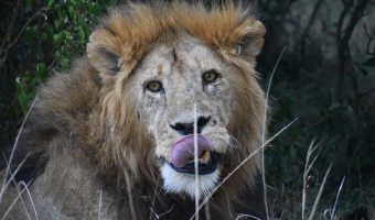 Close up of lion's face