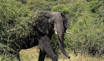 African Safari Elephant